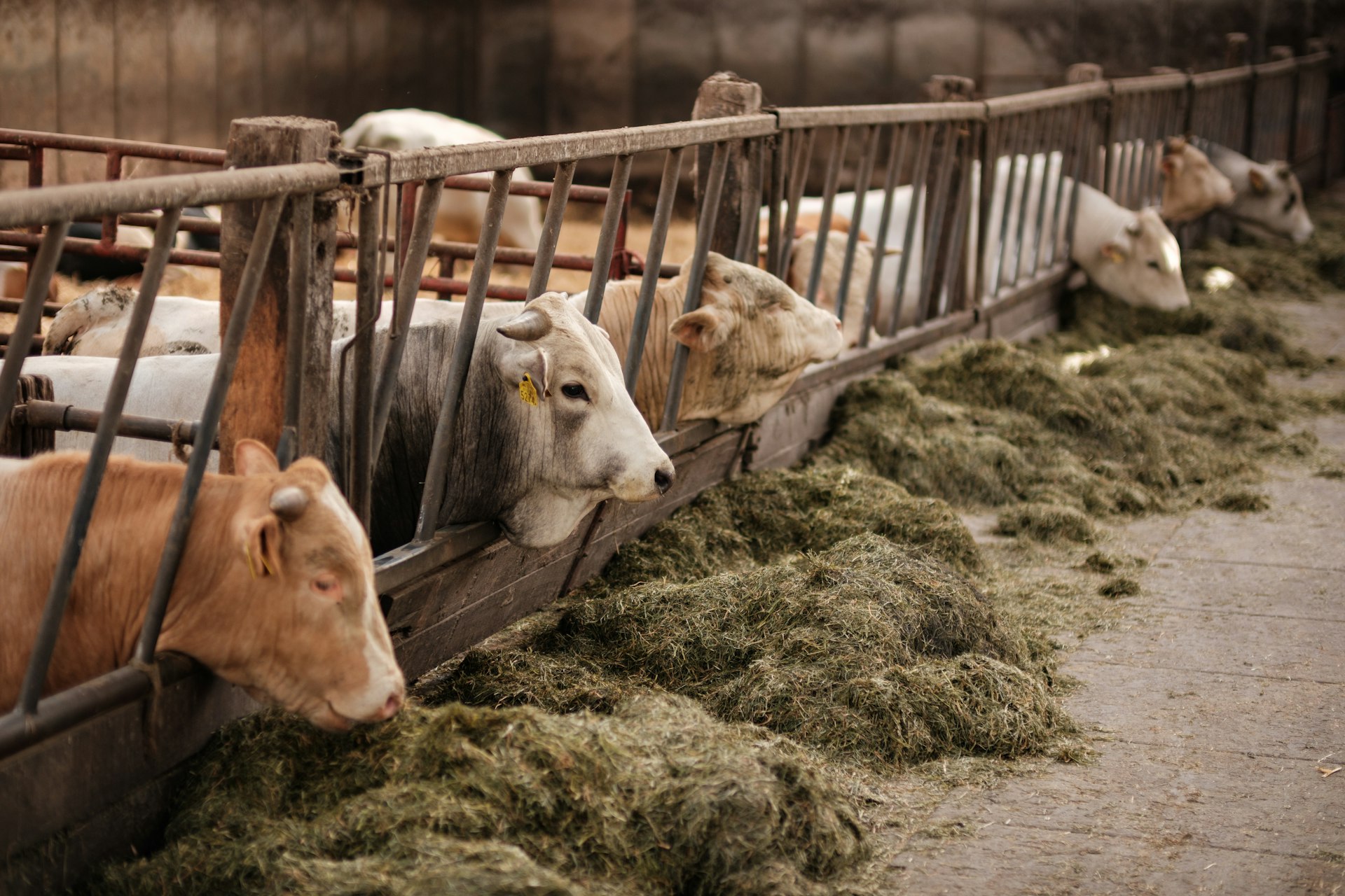 a group of cows eating hay in a pen